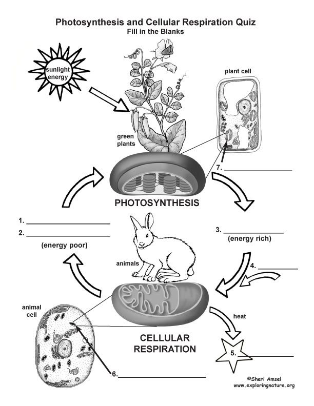 Cell Energy Flow Chart â Photosynthesis And Cellular Respiration